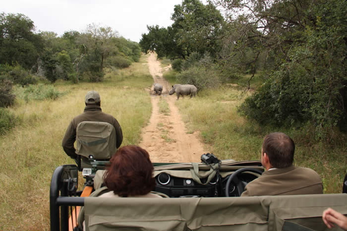 africa, safari, southafrica