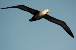 waved albatross in the Galapagos Islands