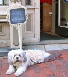 dog-friendly hotels in Maine