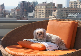 dog friendly hotels in nyc