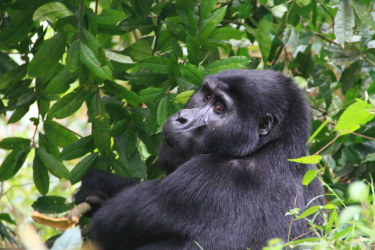 gorilla treks, photo by Richard Wiese