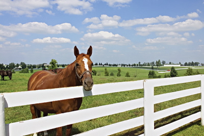 Kentucky horse farms