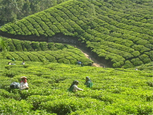 Tea Plantation in Kerala, trips to india